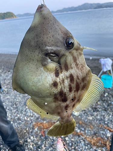 カワハギの釣果