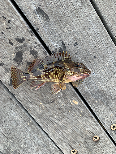 カサゴの釣果