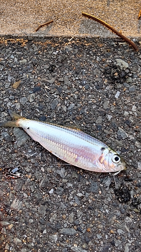 サッパの釣果