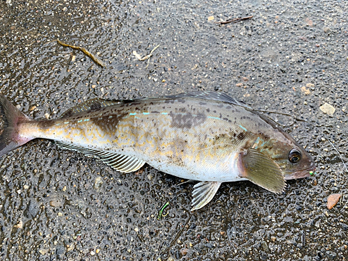 ホッケの釣果