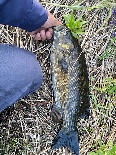 スモールマウスバスの釣果