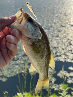 ラージマウスバスの釣果