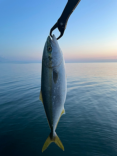 ワカシの釣果