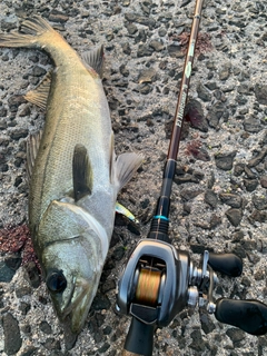 シーバスの釣果