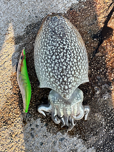 コウイカの釣果