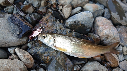 ウグイの釣果