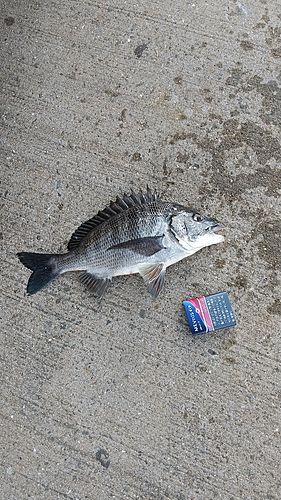 チヌの釣果