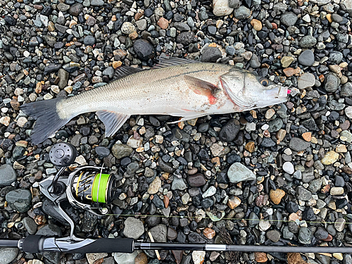 フッコ（マルスズキ）の釣果