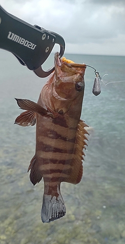 ヤミハタの釣果