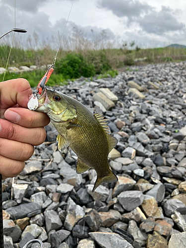 スモールマウスバスの釣果