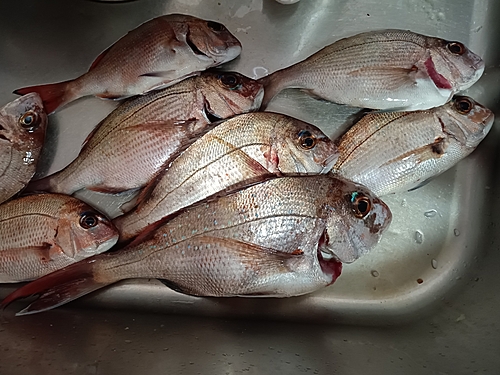 マダイの釣果