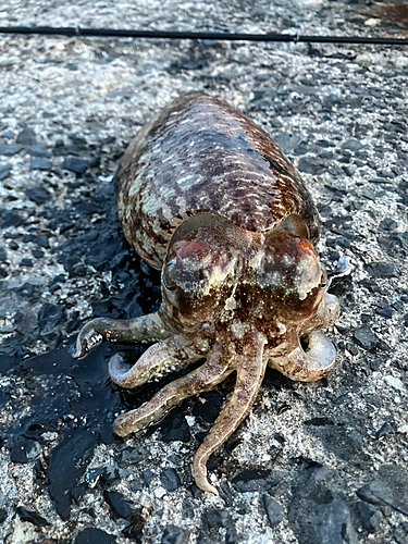 コウイカの釣果