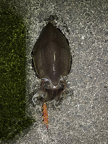 コウイカの釣果