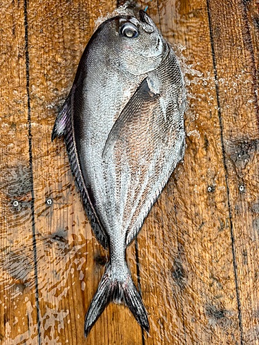 シマガツオの釣果