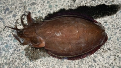 モンゴウイカの釣果