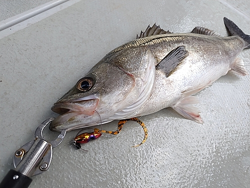 スズキの釣果