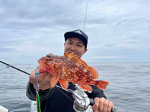 ウッカリカサゴの釣果