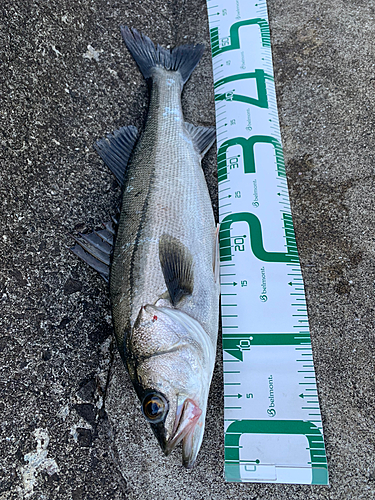 シーバスの釣果