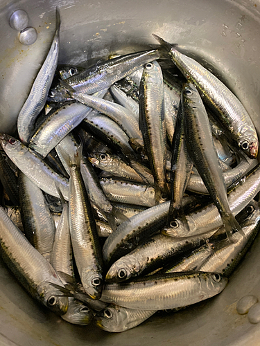 イワシの釣果