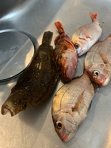 マダイの釣果