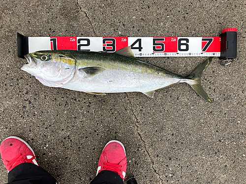 メジロの釣果