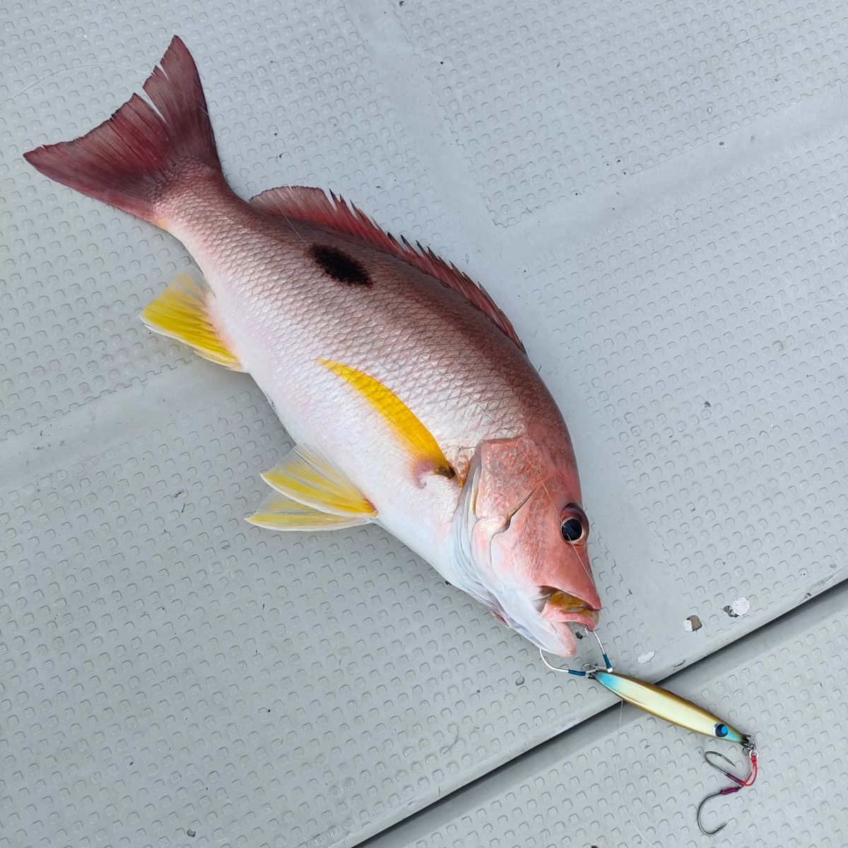 はらさんさんの釣果 1枚目の画像