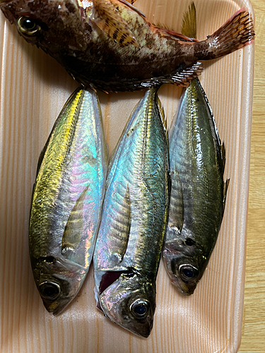 アジの釣果