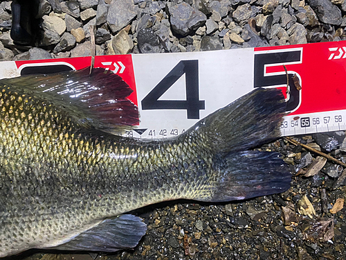 ブラックバスの釣果