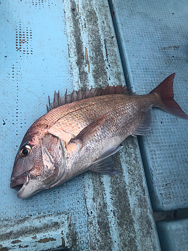 タイの釣果