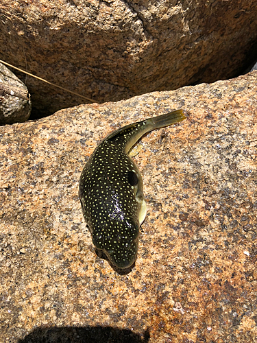 フグの釣果