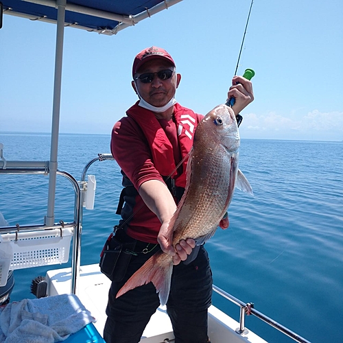 マダイの釣果