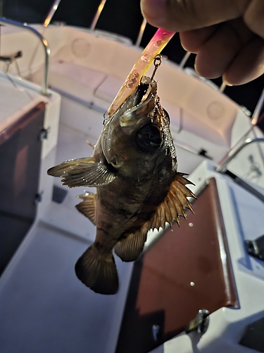 メバルの釣果