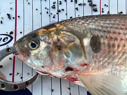 コノシロの釣果