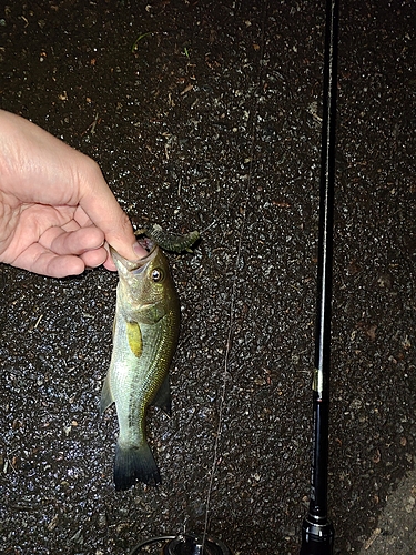 ラージマウスバスの釣果