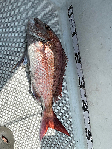 タイの釣果