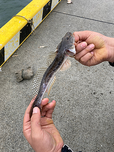 ハゼの釣果