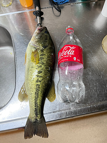 ブラックバスの釣果