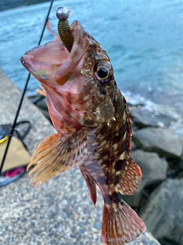 ガシラの釣果