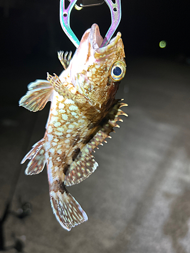 カサゴの釣果