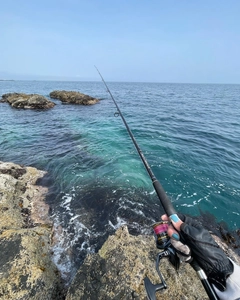 ホッケの釣果