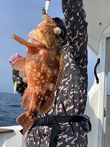 ウッカリカサゴの釣果