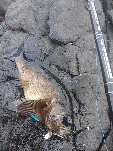 アコウの釣果