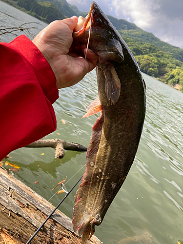 ナマズの釣果