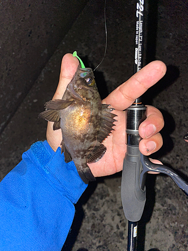 シロメバルの釣果