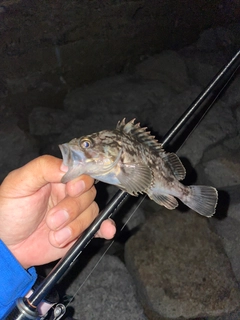 クロソイの釣果