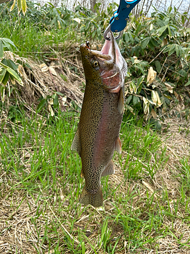 ニジマスの釣果