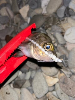 タケノコメバルの釣果