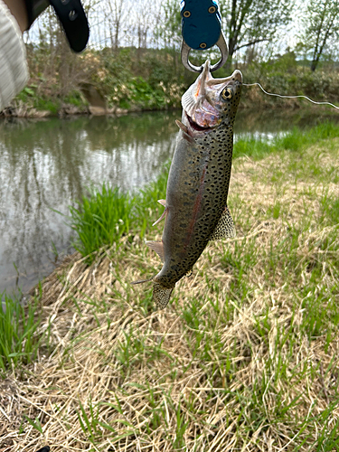 ニジマスの釣果