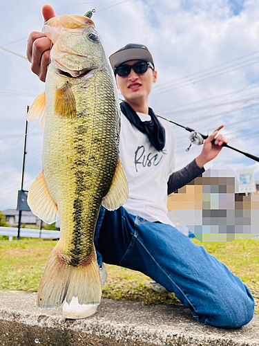 ブラックバスの釣果