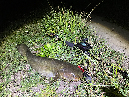 ナマズの釣果